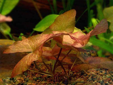 Nymphaea Stellata - Dwarf Lily (Rare) - The Aquascape Shop