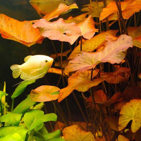 Nymphaea Stellata - Dwarf Lily (Rare) - The Aquascape Shop
