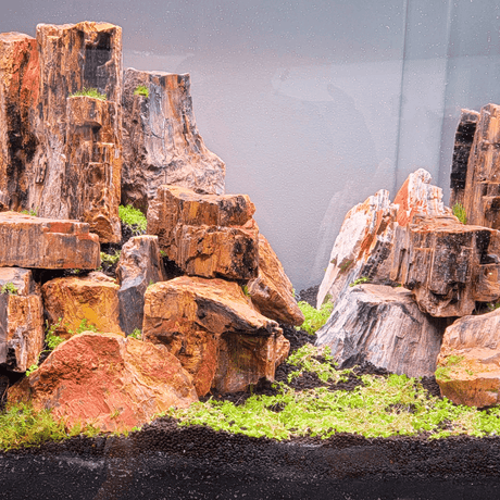 Petrified Wood Stone - The Aquascape Shop