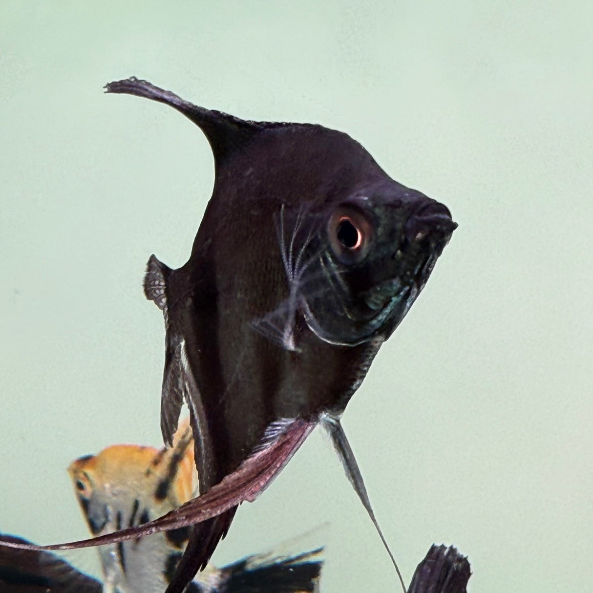 Pinoy Angelfish - The Aquascape Shop