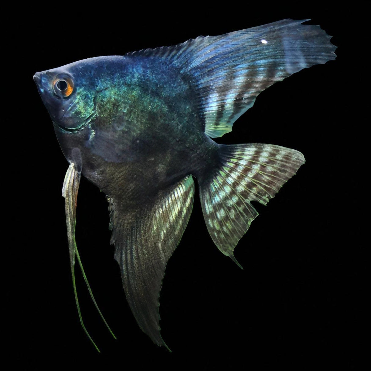 Pinoy Angelfish - The Aquascape Shop