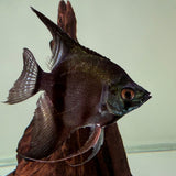 Pinoy Angelfish - The Aquascape Shop