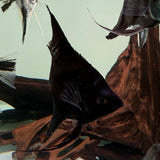 Pinoy Angelfish - The Aquascape Shop