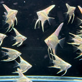 Platinum Marble Angel Fish - The Aquascape Shop