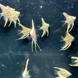 Platinum Marble Angel Fish - The Aquascape Shop