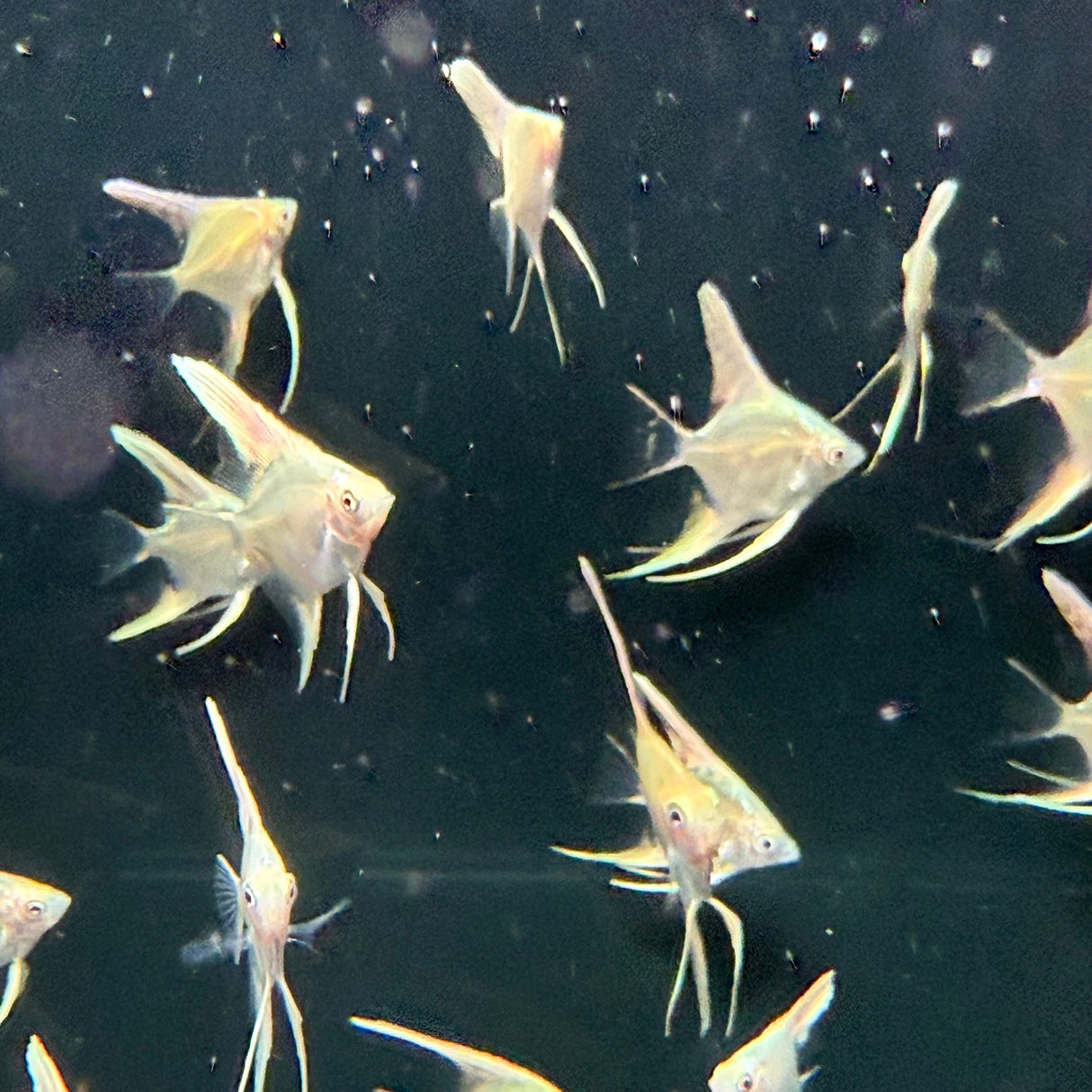 Platinum Marble Angel Fish - The Aquascape Shop