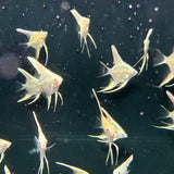 Platinum Marble Angel Fish - The Aquascape Shop