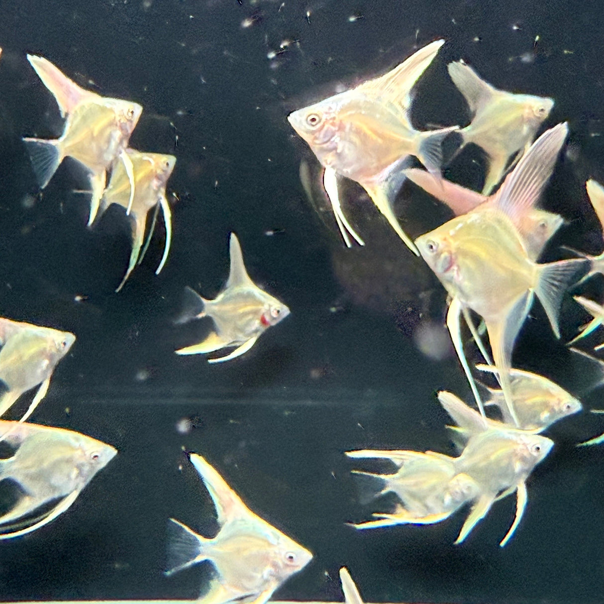 Platinum Marble Angel Fish - The Aquascape Shop