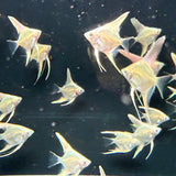 Platinum Marble Angel Fish - The Aquascape Shop