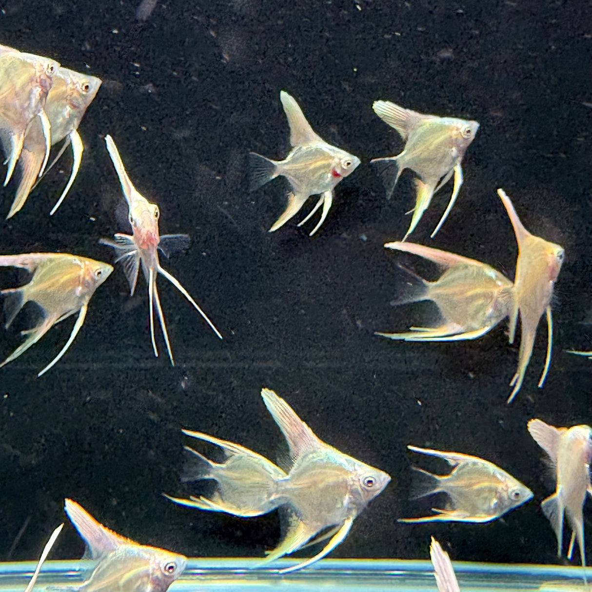 Platinum Marble Angel Fish - The Aquascape Shop
