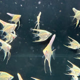 Platinum Marble Angel Fish - The Aquascape Shop