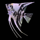 Platinum Marble Angel Fish - The Aquascape Shop