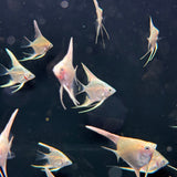 Platinum Marble Angel Fish - The Aquascape Shop