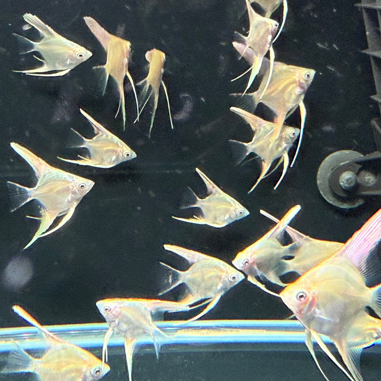 Platinum Marble Angel Fish - The Aquascape Shop