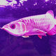 24K Crossback Golden Arowana