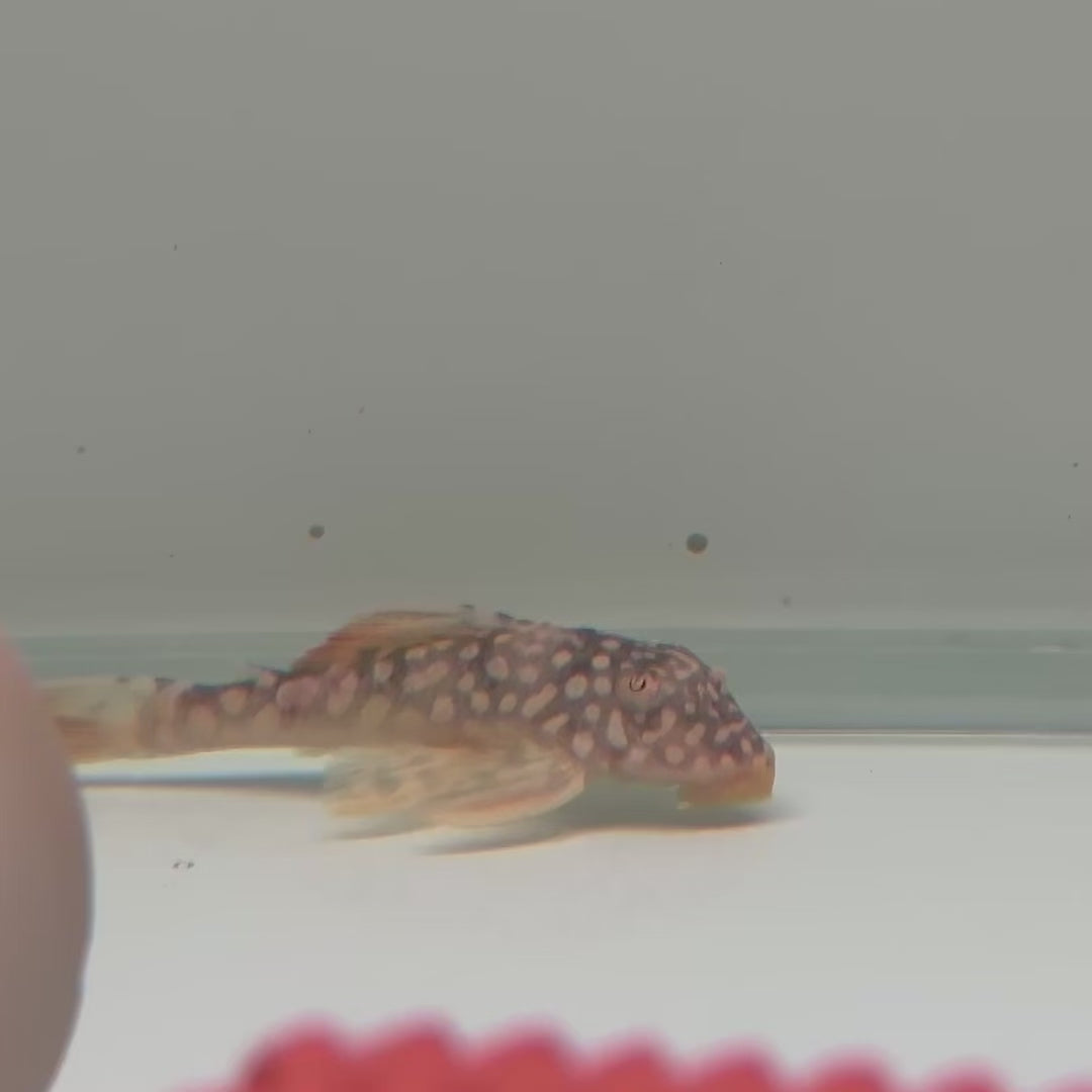 Sunshine Pleco (L014)