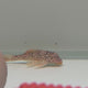 Sunshine Pleco (L014)