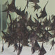 Black Angelfish Swimming in Aquarium