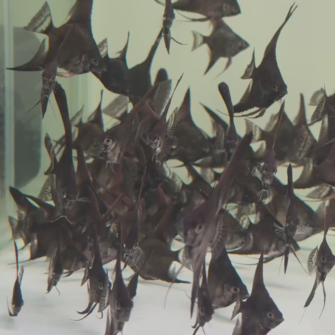 Black Angelfish Swimming in Aquarium