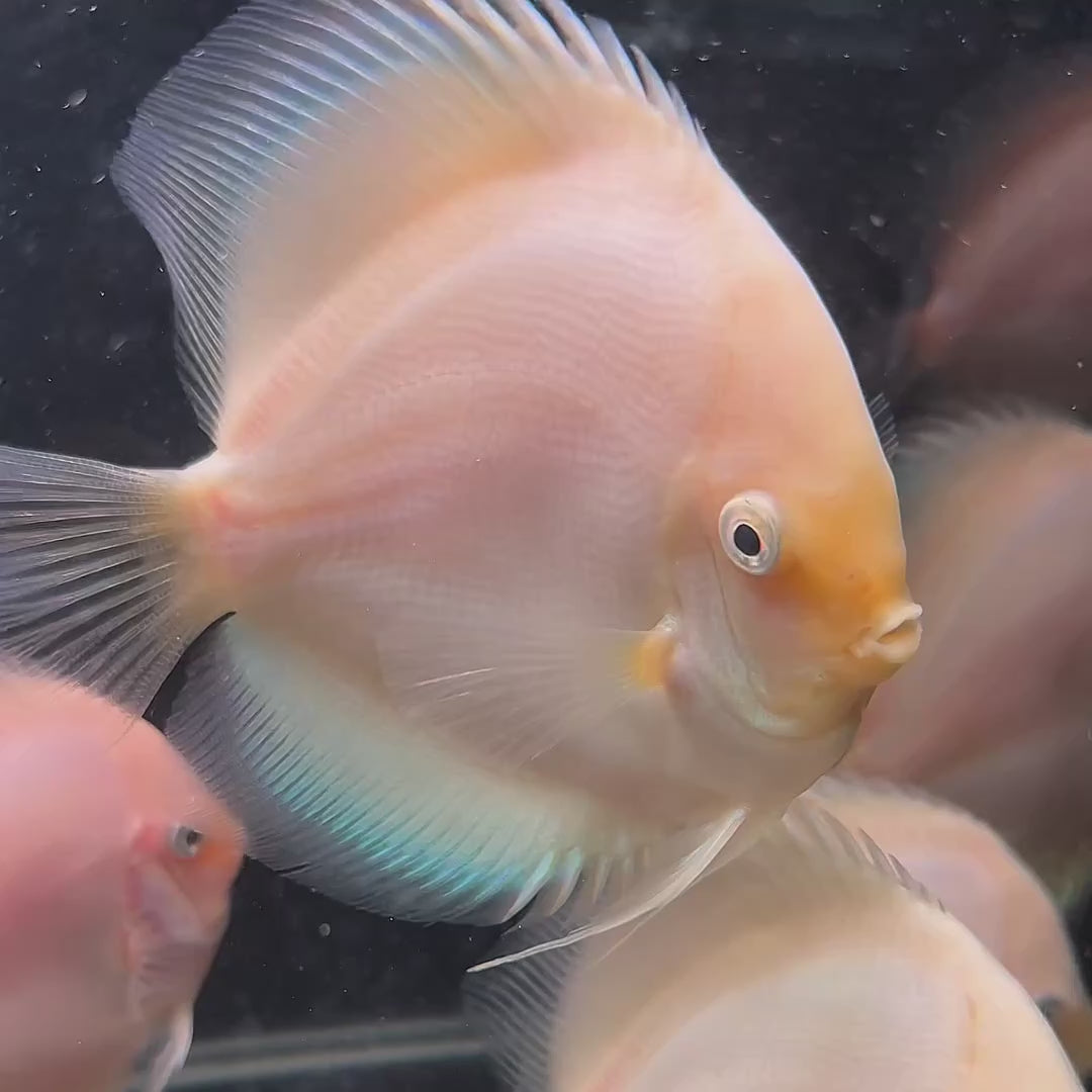 Snow White Discus