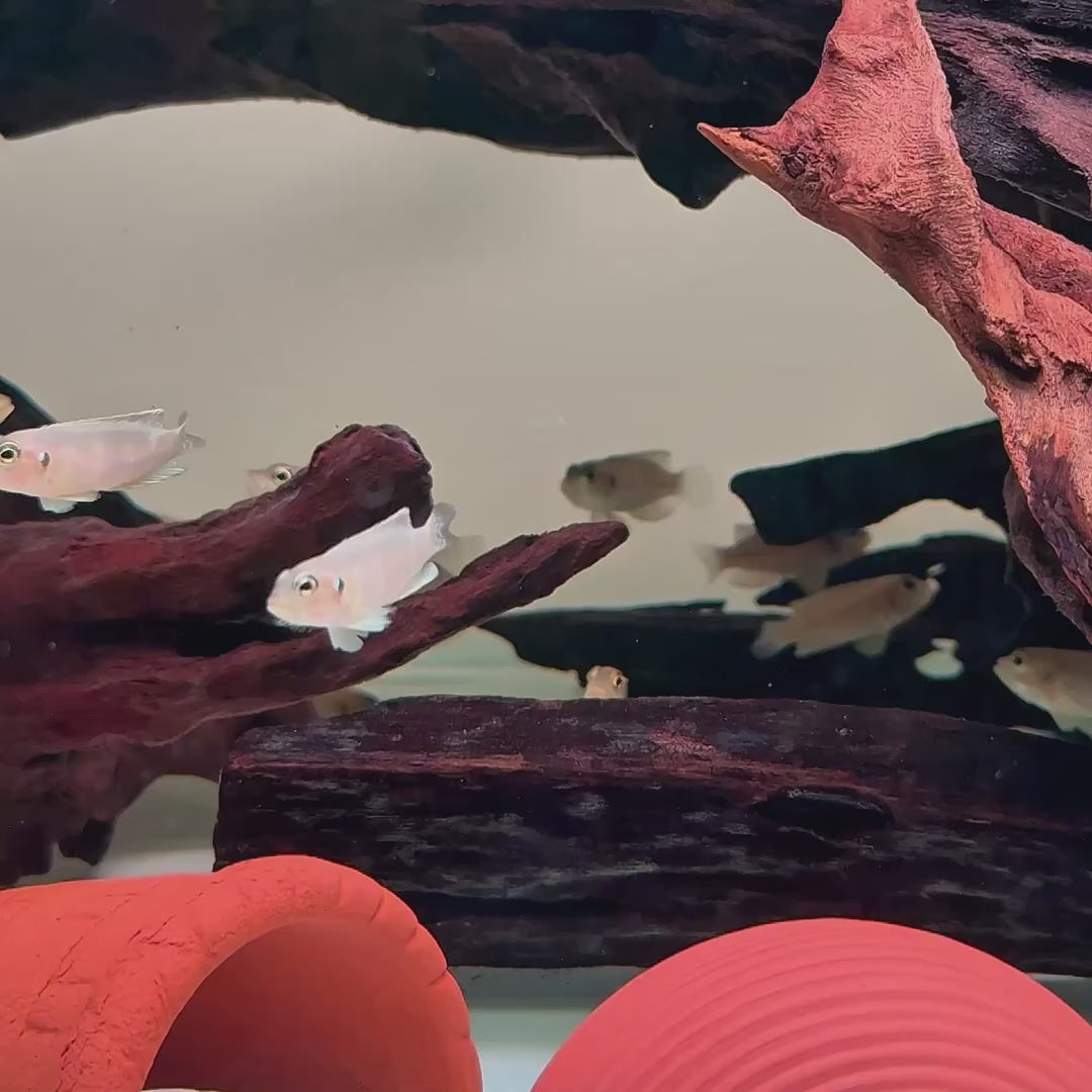 Gold Ocellated Shell-Dweller