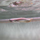 Black Arowana