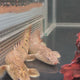 Royal Delhezi Bichir