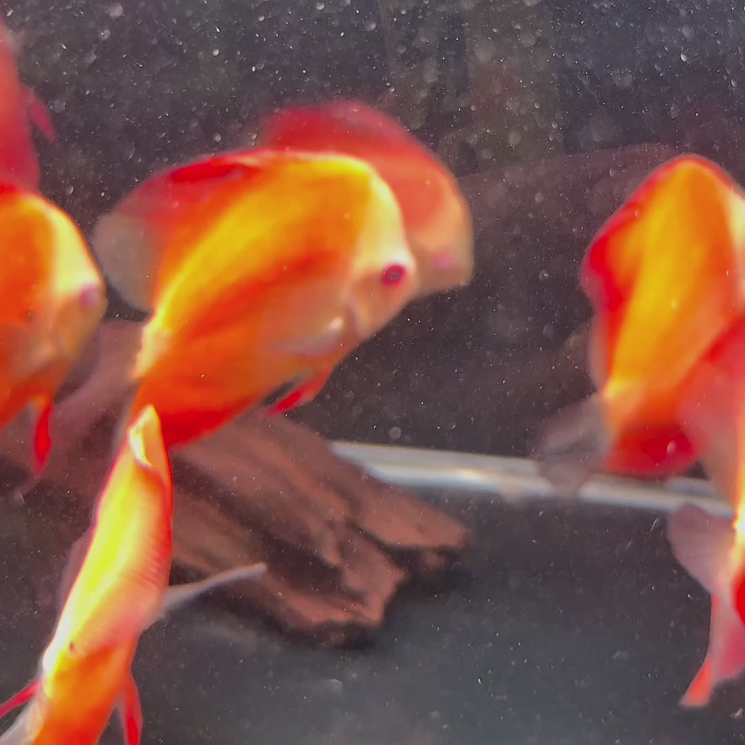 Fuji Red Discus