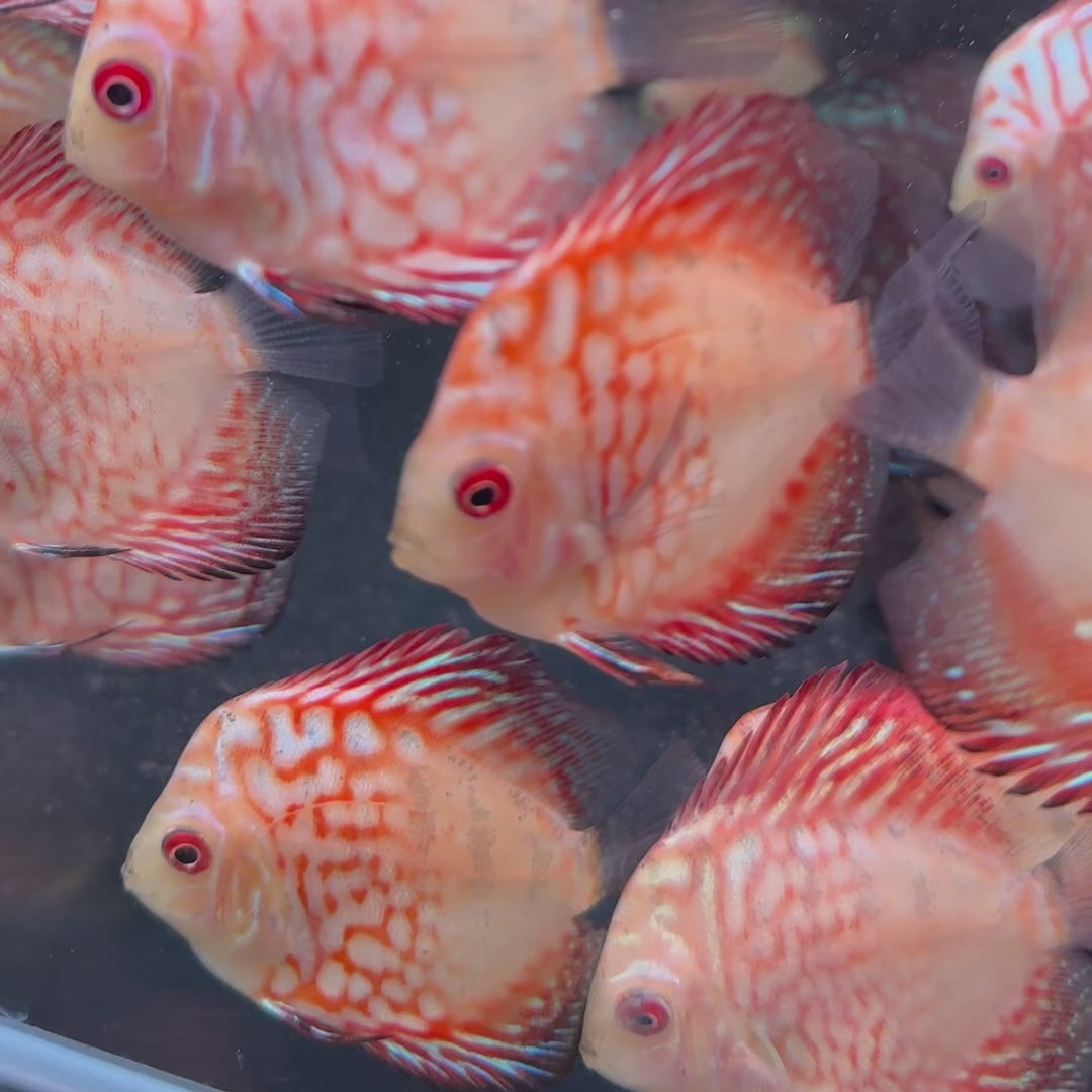 Blood Red Map Discus