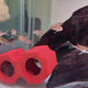 Cupid Cichlid