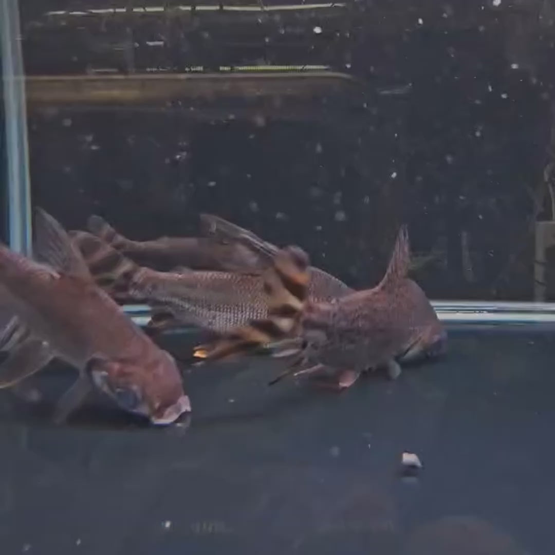 Flagtail Prochilodus