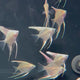 Platinum Marble Angel Fish