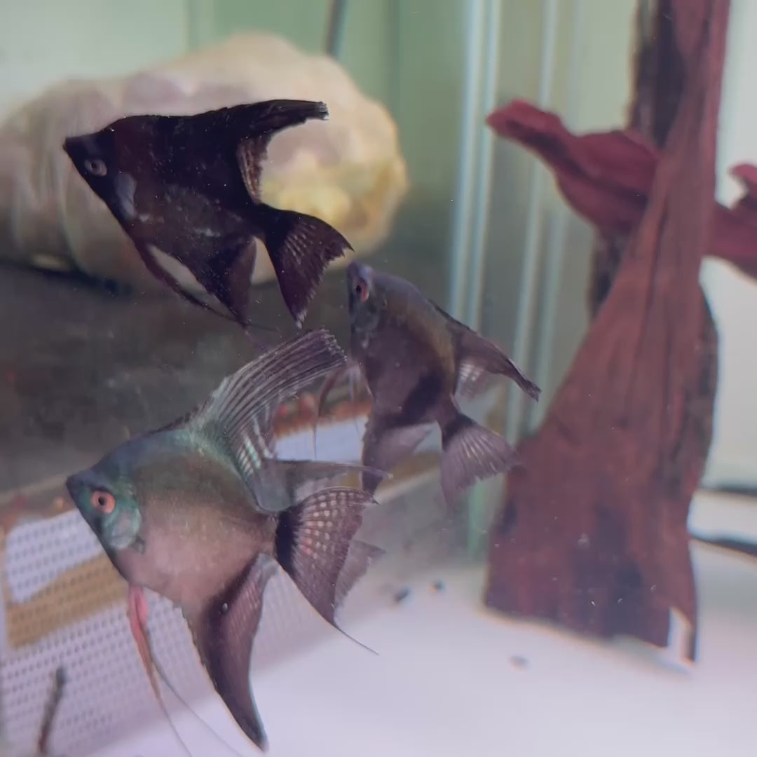 Pinoy Angelfish