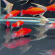 Albino Kohaku Wag Swordtail