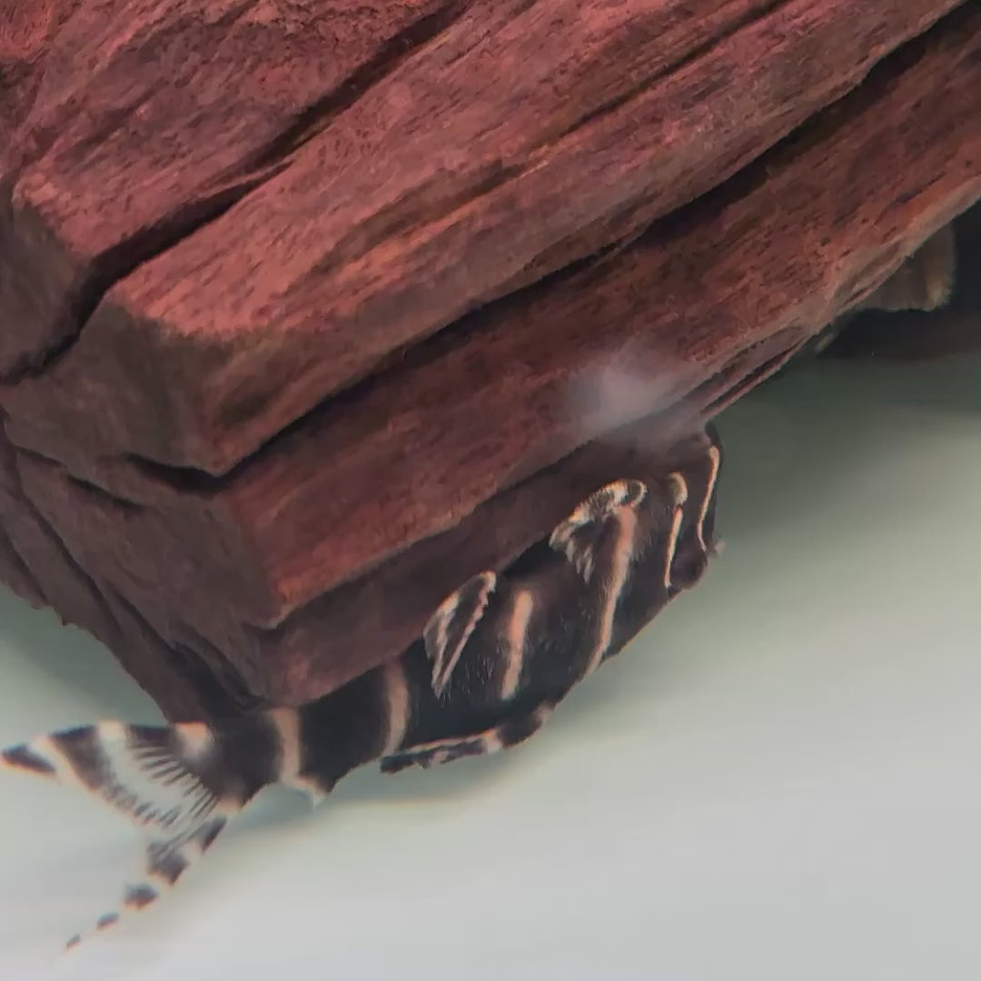 Flash Pleco (L204)