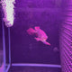 Super Blood Red Asian Arowana