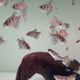 Black Widow Tetra