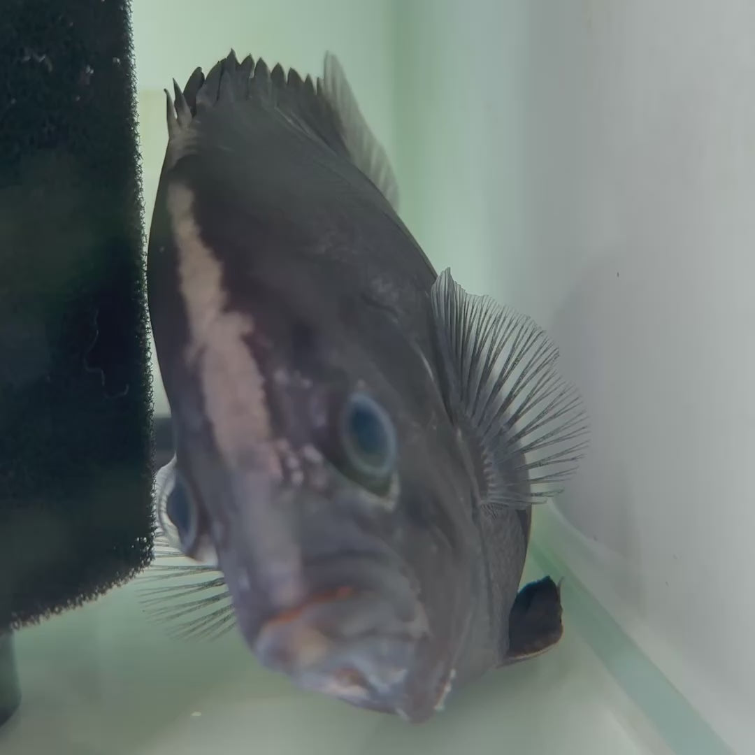 Indonesian Tiger Fish