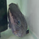 Indonesian Tiger Fish