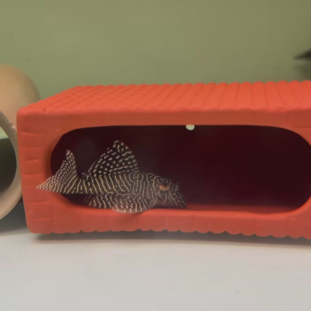 Queen Arabesque Pleco (L260)