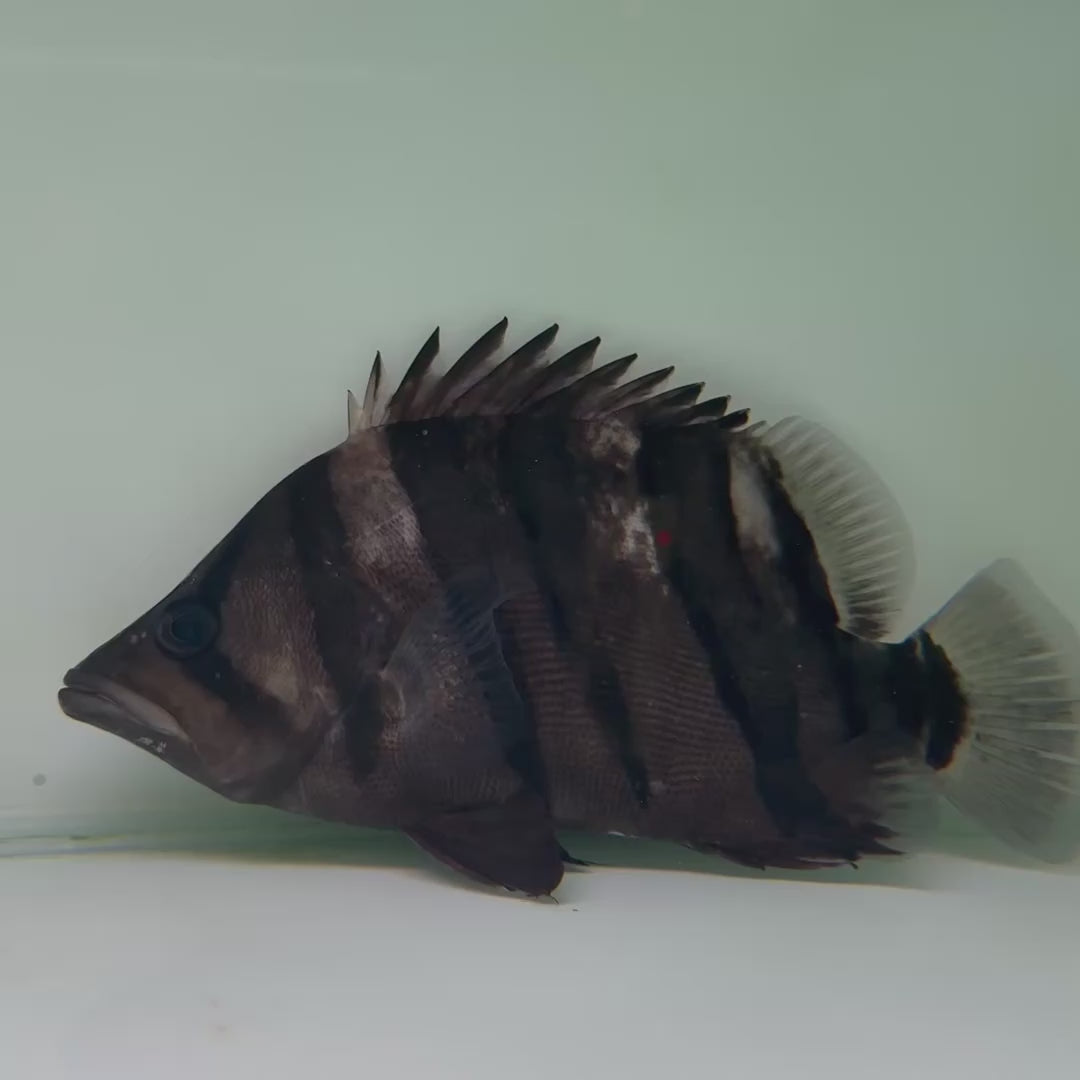 Indonesian Tiger Fish