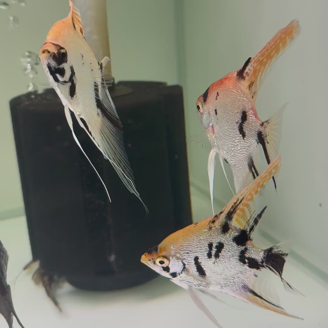 Gold Marble Pearlscale Angelfish