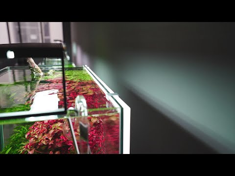 Chihiros Aquarium Background LED Lightscreen