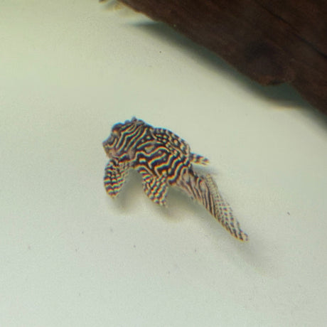 Queen Arabesque Pleco (L260) - The Aquascape Shop