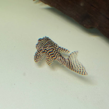 Queen Arabesque Pleco (L260) - The Aquascape Shop