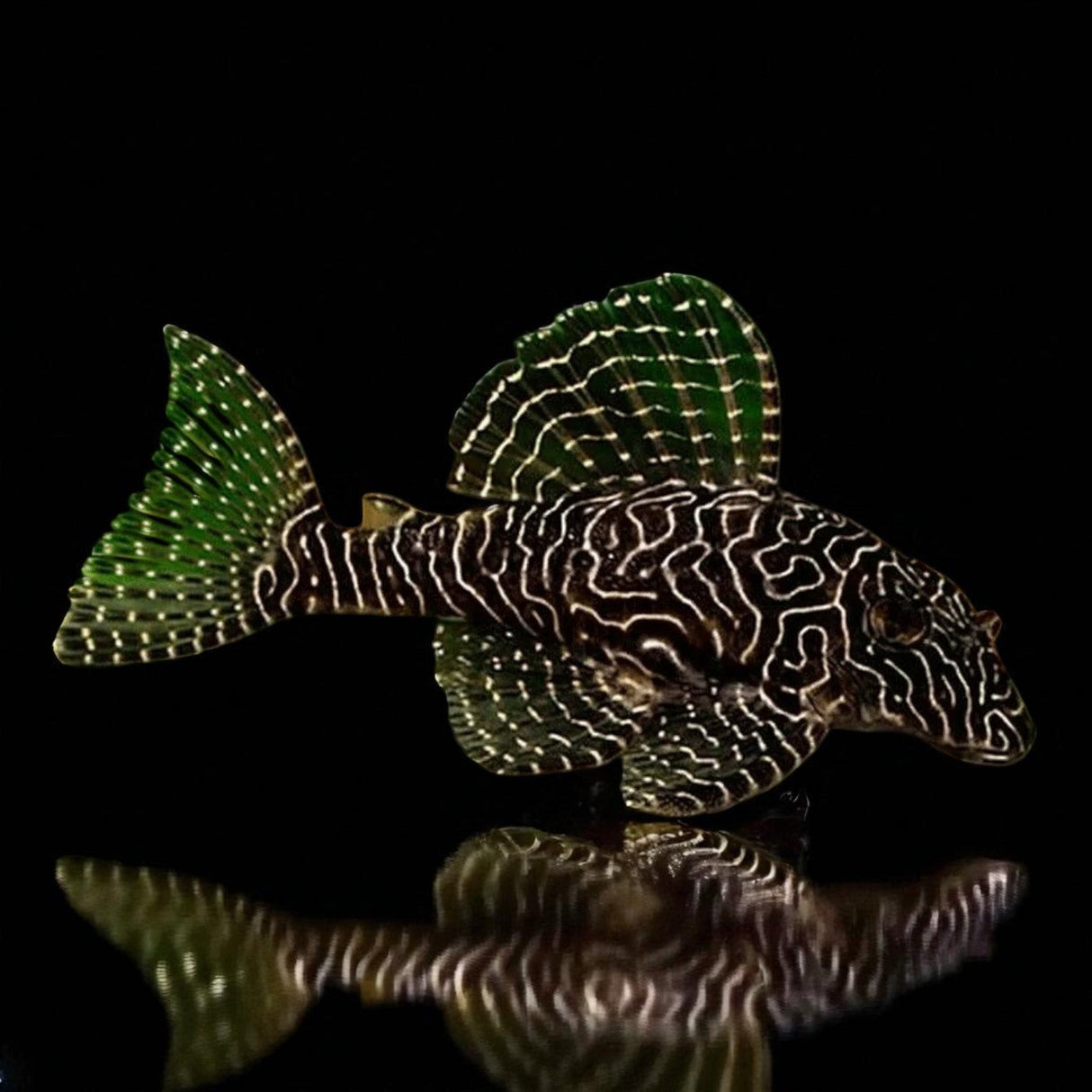 Queen Arabesque Pleco (L260) - The Aquascape Shop