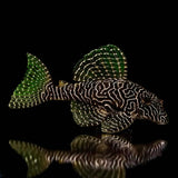 Queen Arabesque Pleco (L260) - The Aquascape Shop