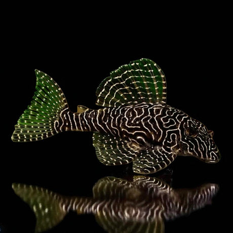 Queen Arabesque Pleco (L260) - The Aquascape Shop