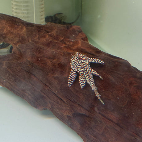 Queen Arabesque Pleco (L260) - The Aquascape Shop