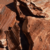 Red Petrified Wood Stone - The Aquascape Shop